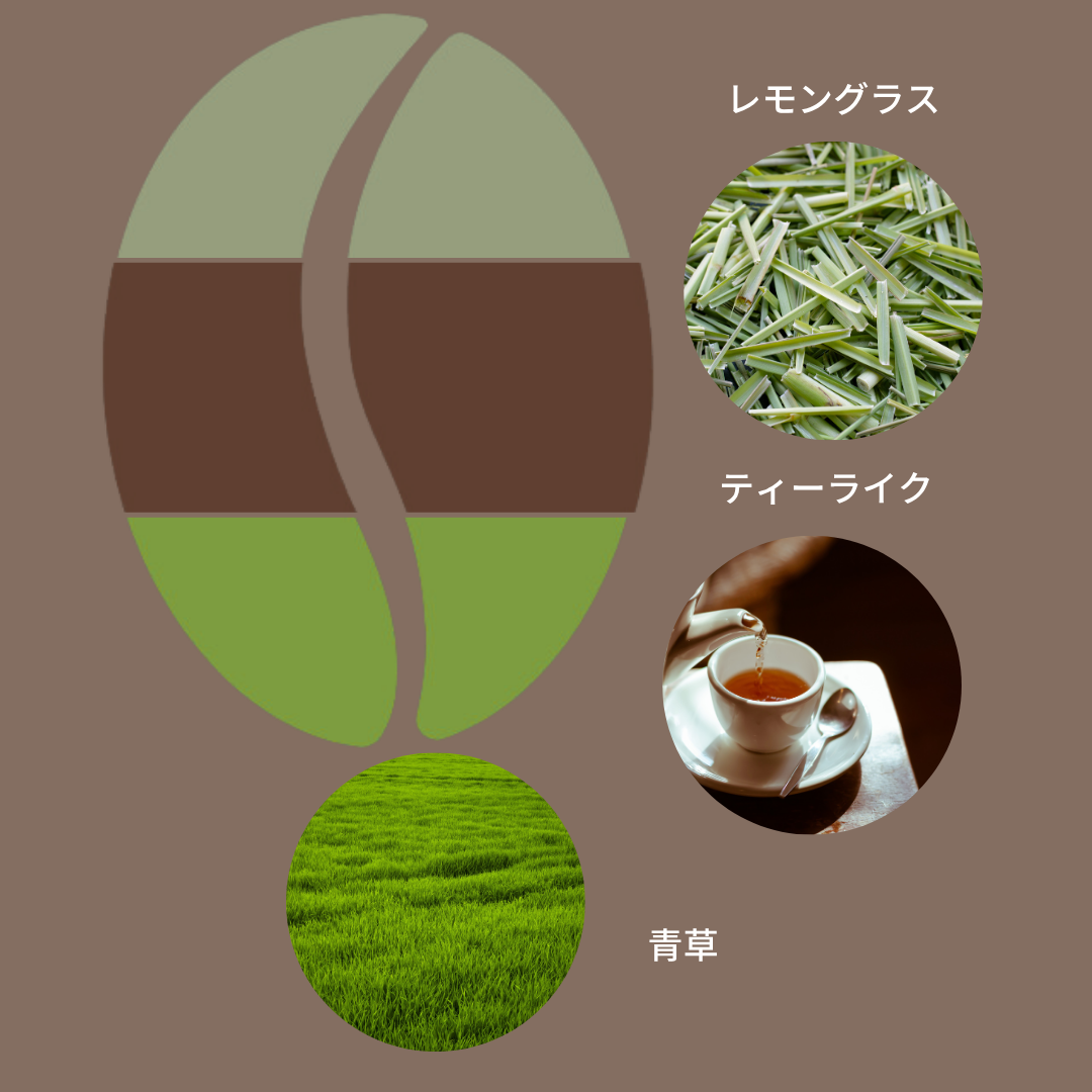 ニカラグア ロス・アルティプラノス農園 ジャバ SHG ウォッシュド/ Nicaragua Los Altiplanos Java SHG Washed