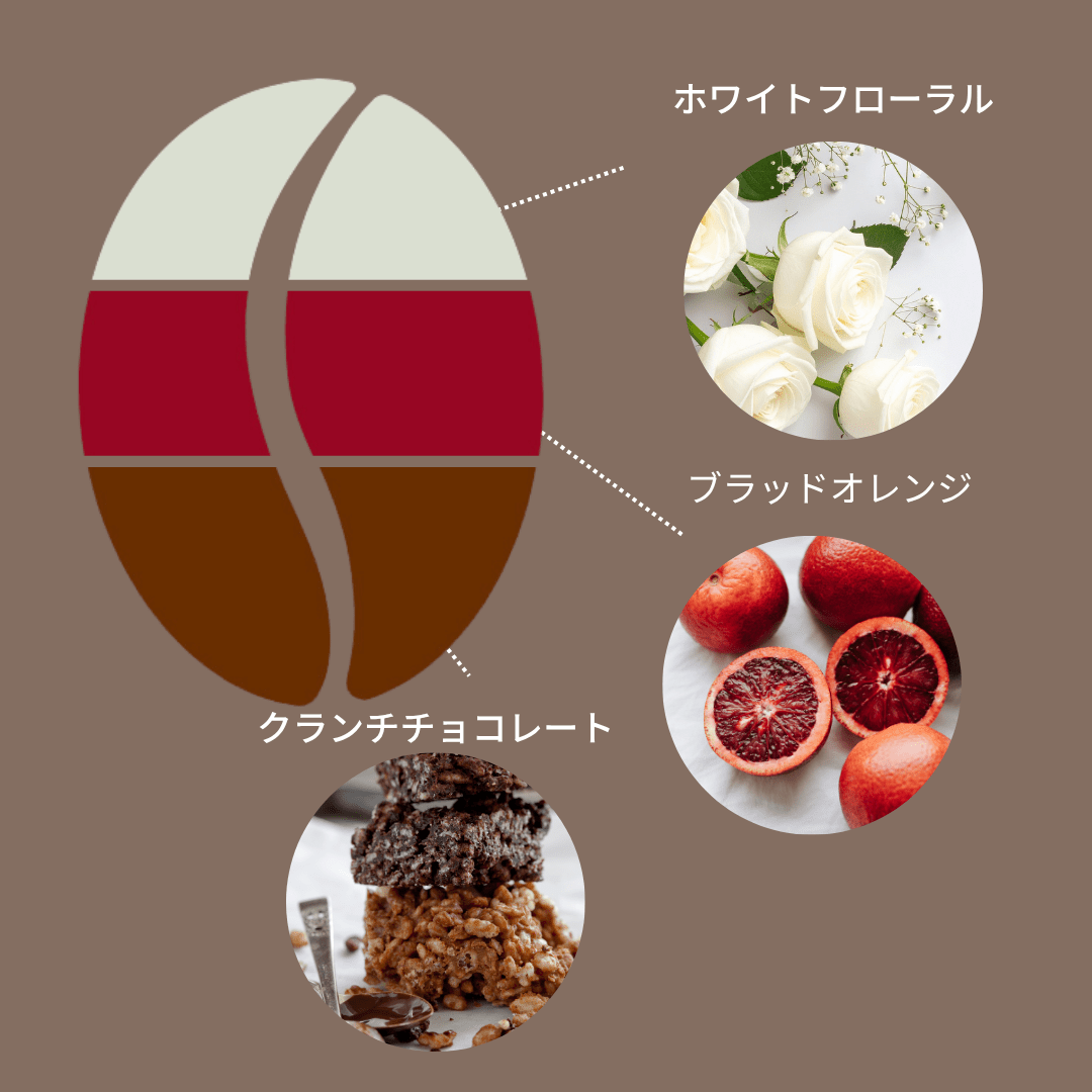 ホンジュラス エル・ロブラル農園 ウォッシュド/ Honduras Finca El Roblar Washed 100g - Espresso Tokyo