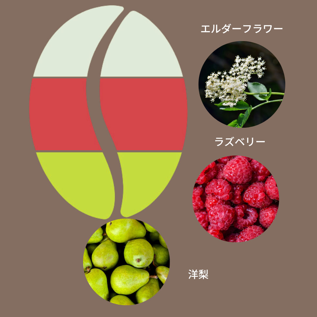 ニカラグア ラス・デリシアス ゲイシャ ナチュラル/ Nicaragua Las Delicias Geisha Natural