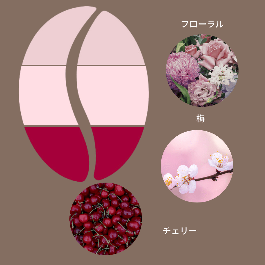 ドミニカ共和国 ラミレス農園 ナチュラル/ Dominican Republic Ramirez Farm Natural - Espresso Tokyo